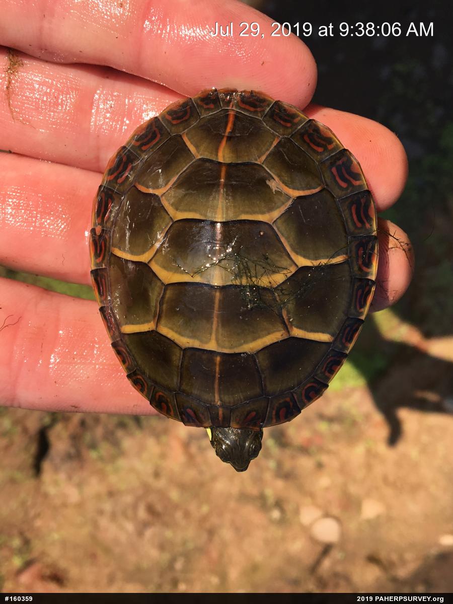 Painted Turtle