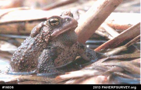Eastern American Toad