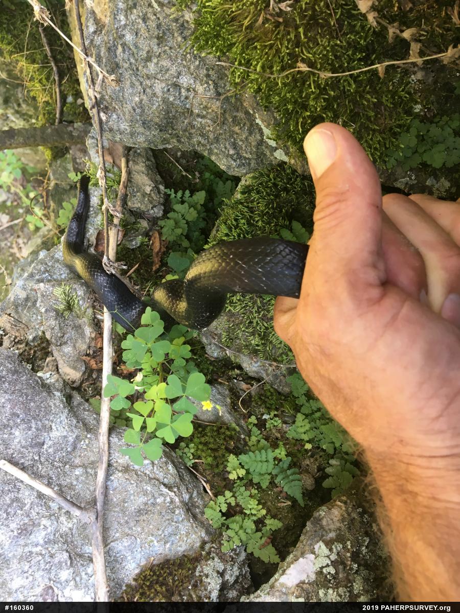 Eastern Ratsnake