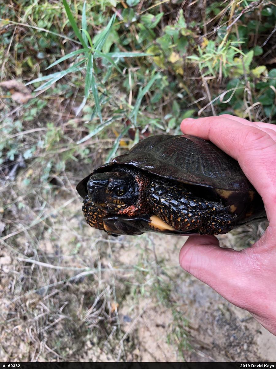 Wood Turtle