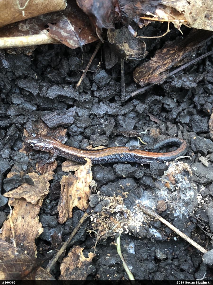 Eastern Red-backed  Salamander