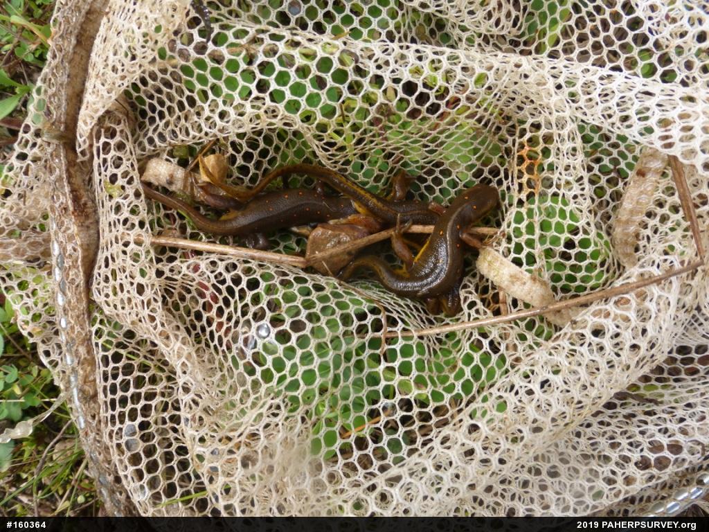 Red-spotted Newt