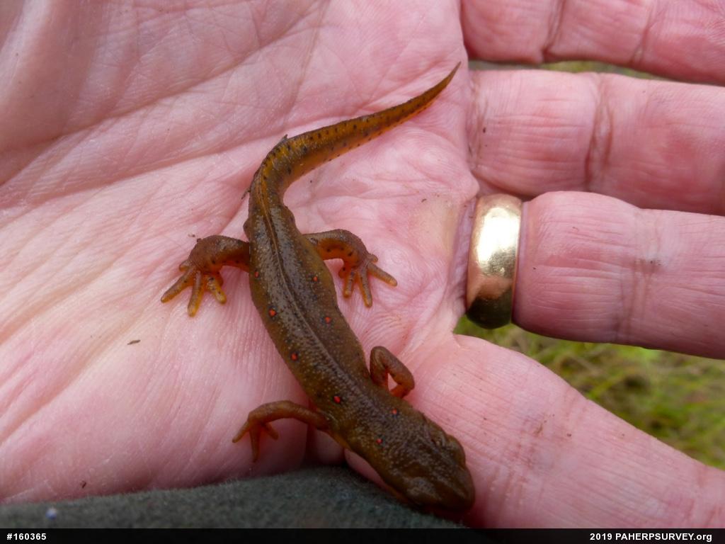 Red-spotted Newt