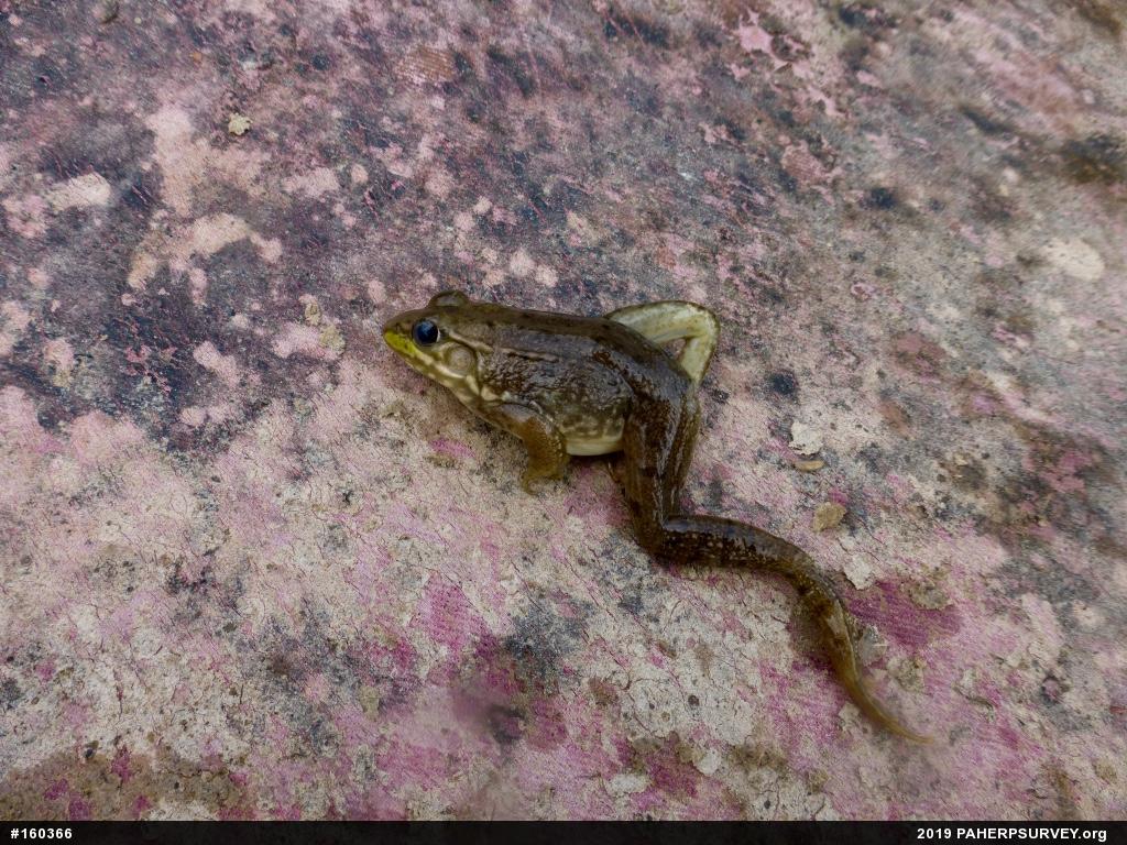 Green Frog