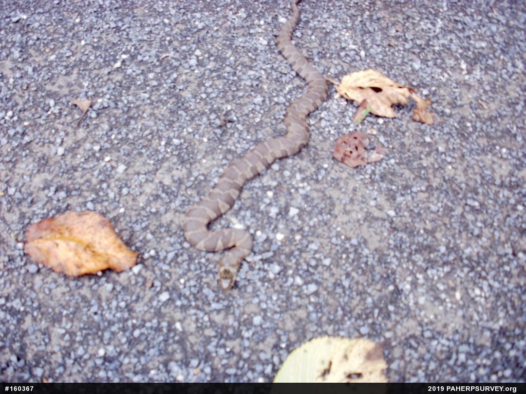 Northern Watersnake