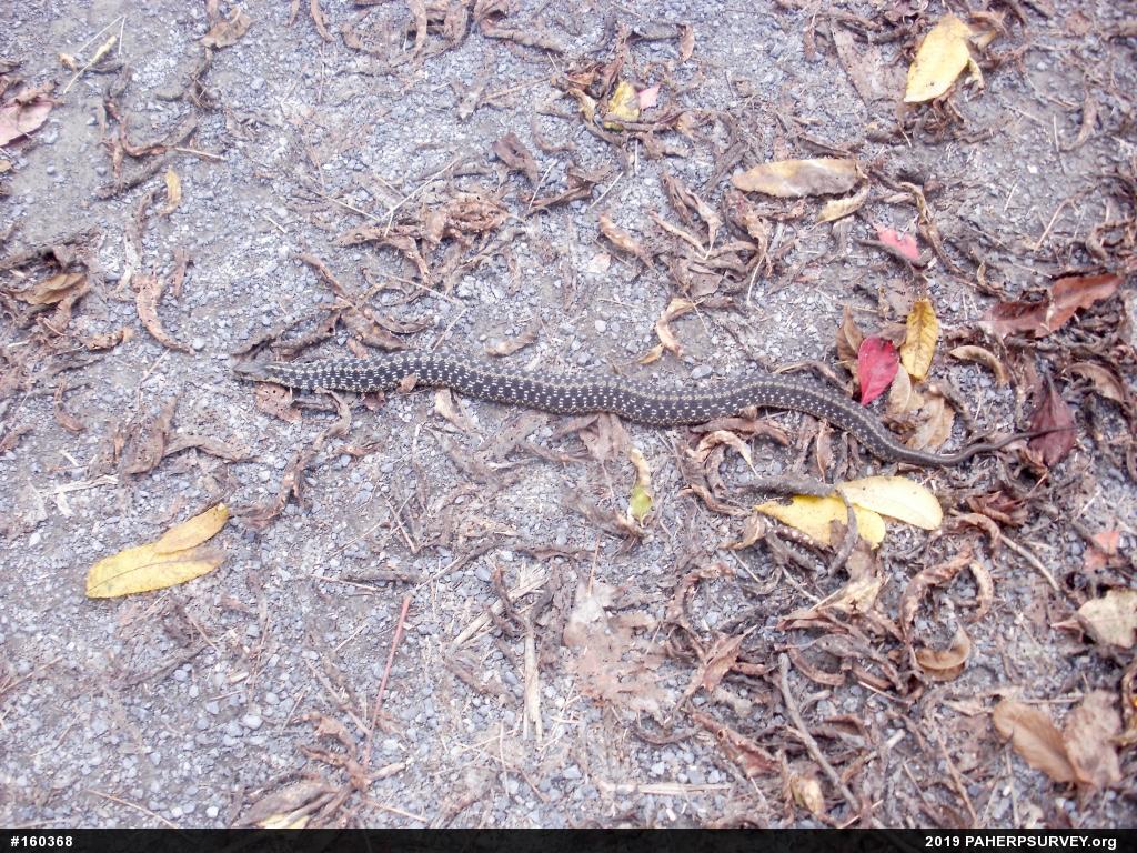 Eastern Gartersnake