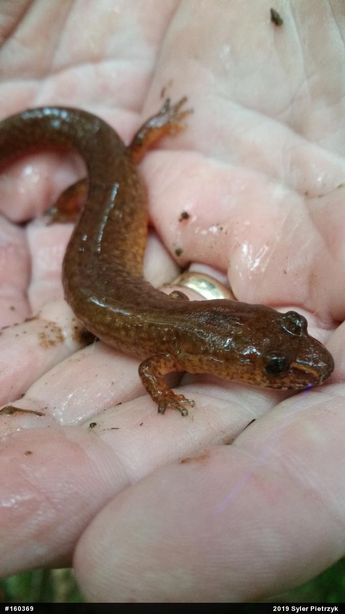 Northern Spring Salamander