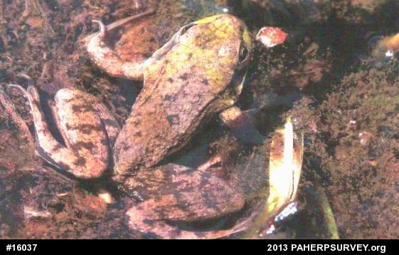 Green Frog