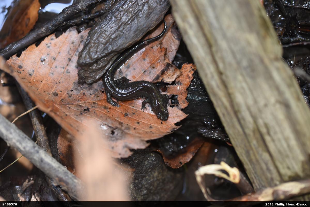 Northern Dusky Salamander