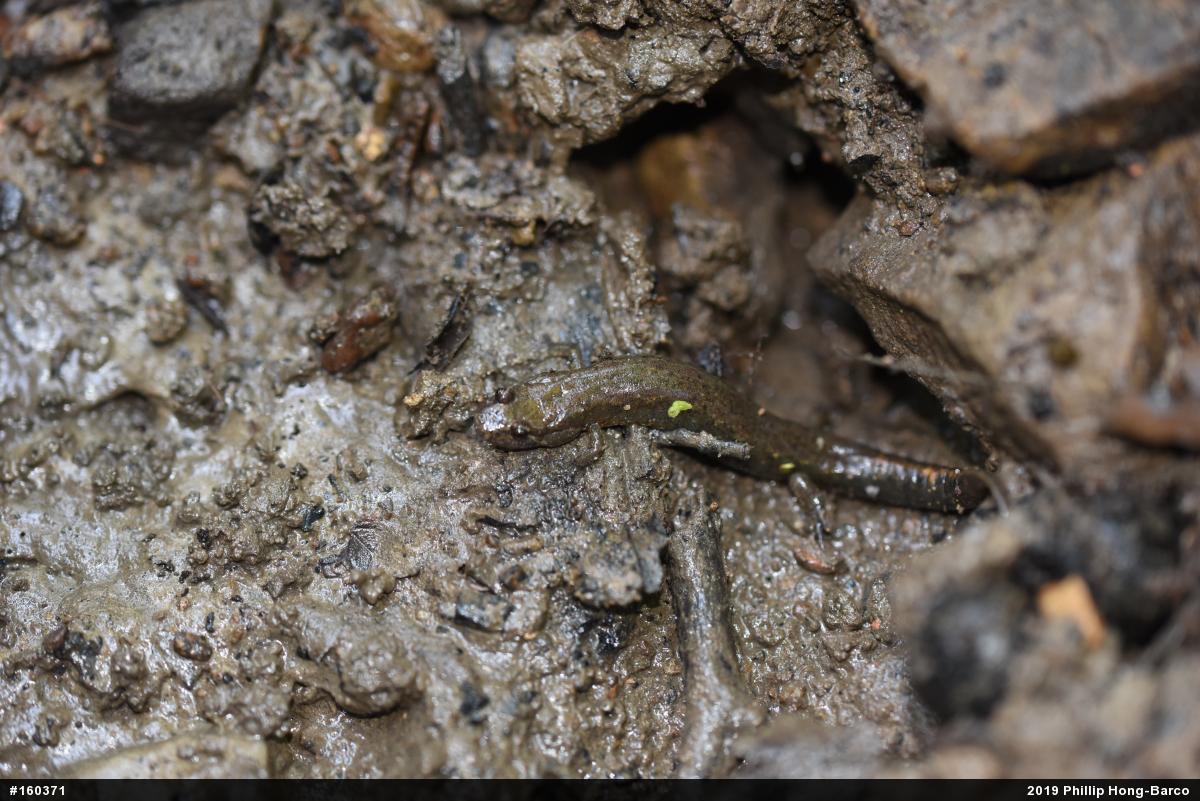 Northern Dusky Salamander