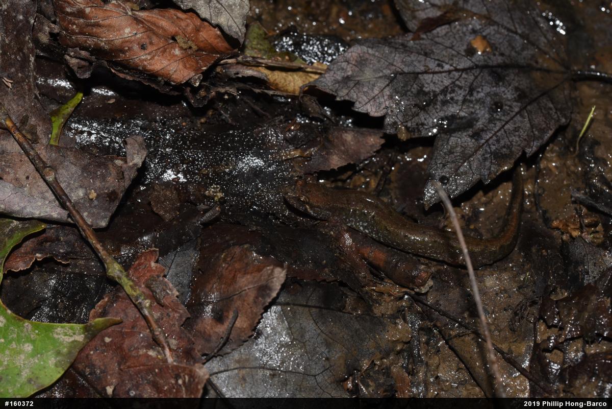 Northern Dusky Salamander