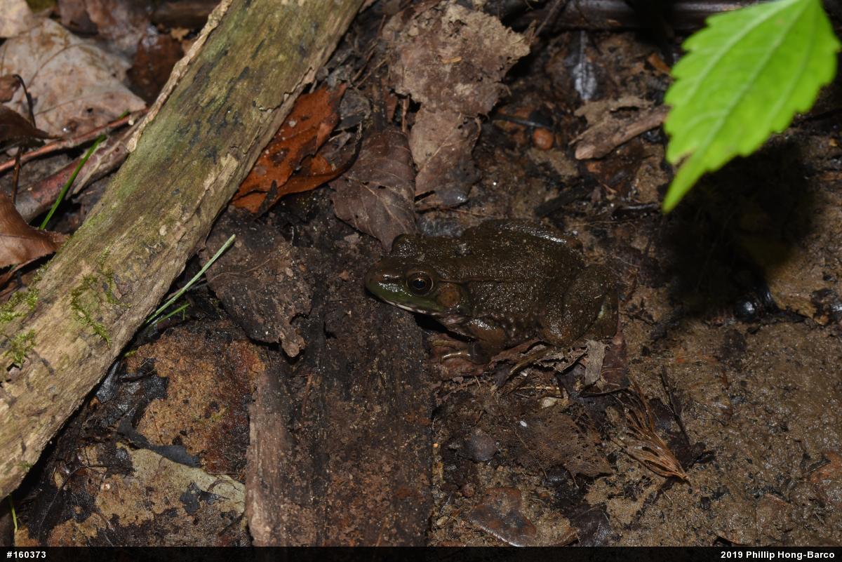 Green Frog