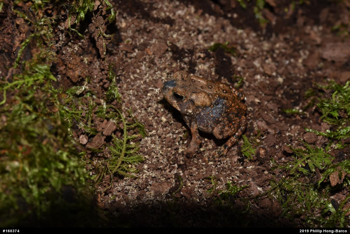 Eastern American Toad