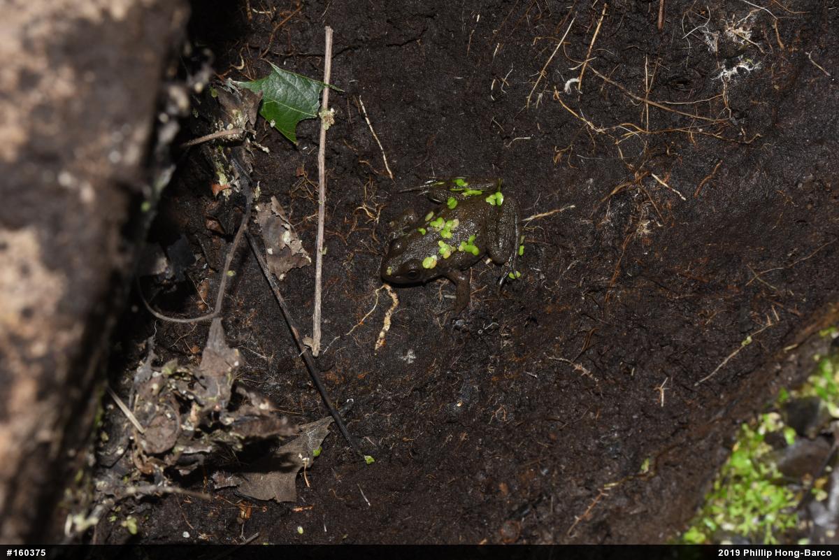 Green Frog
