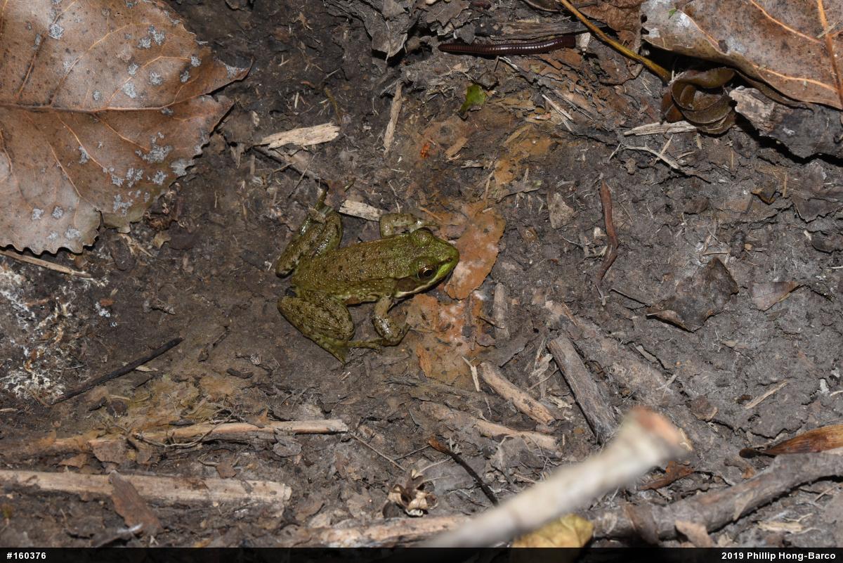 Green Frog