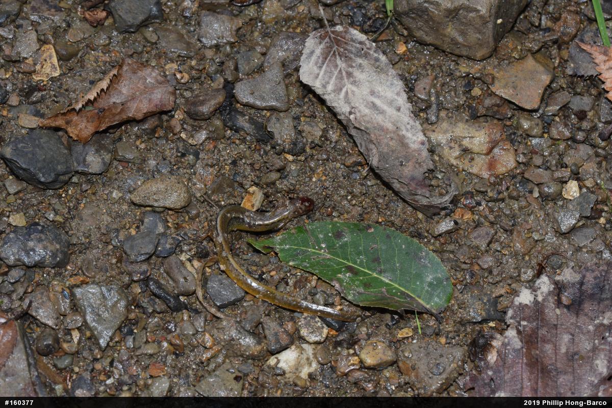 Northern Two-lined Salamander