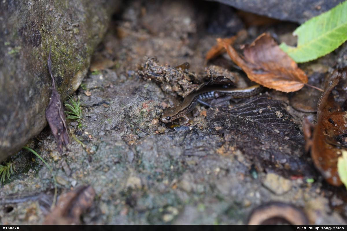 Northern Two-lined Salamander