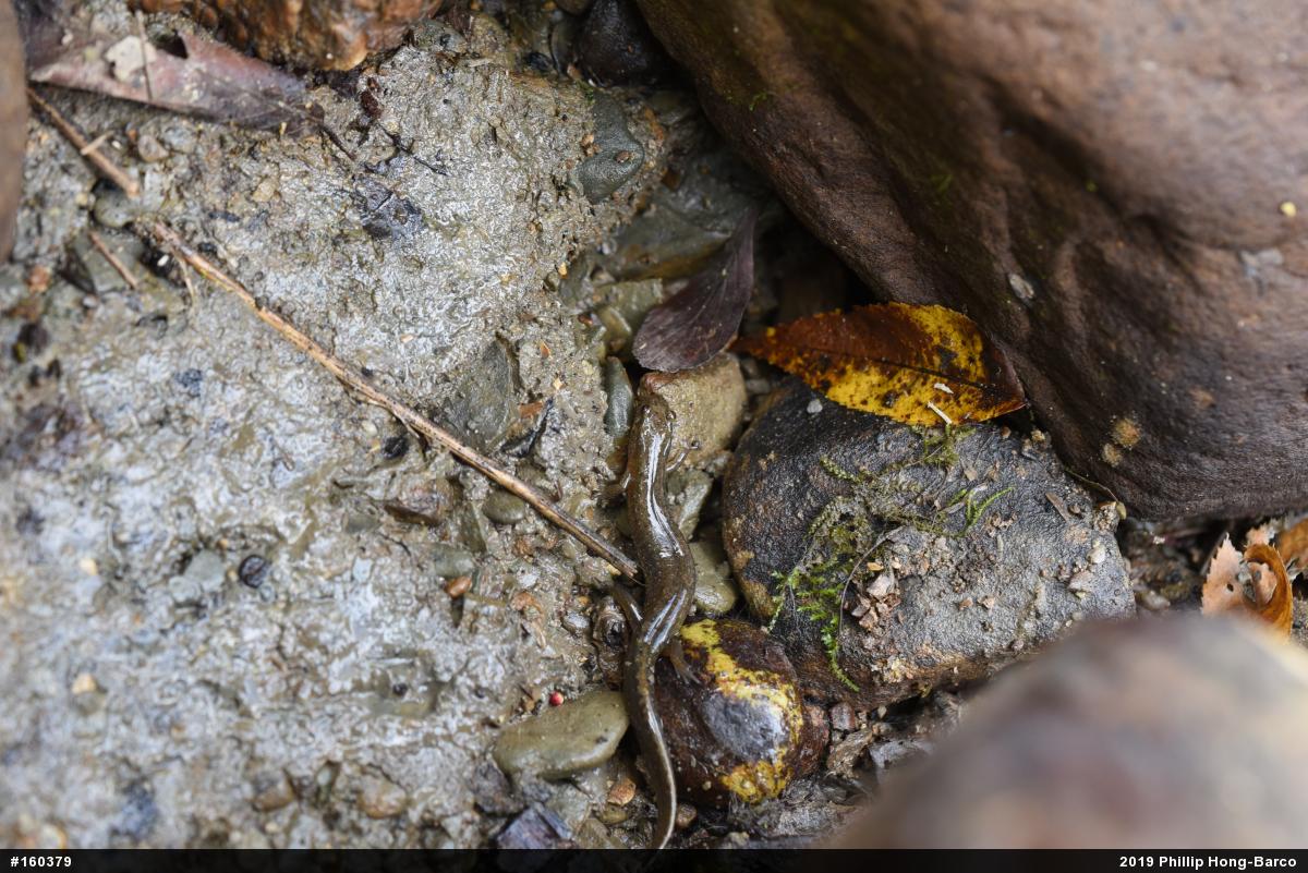 Northern Dusky Salamander