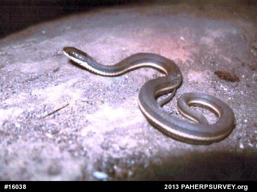 Queensnake