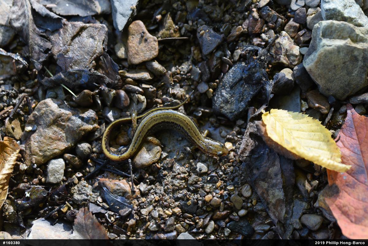Northern Two-lined Salamander
