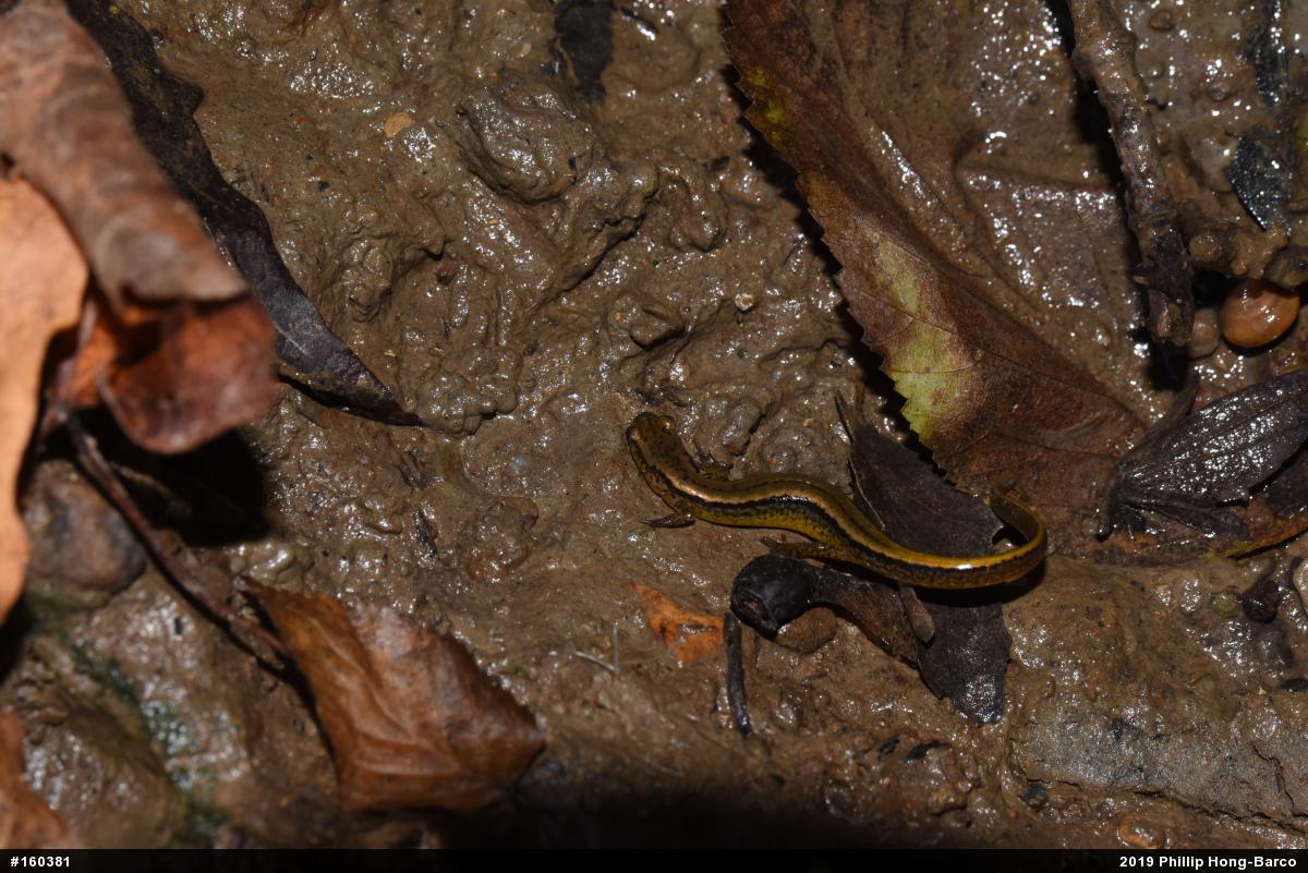 Northern Two-lined Salamander