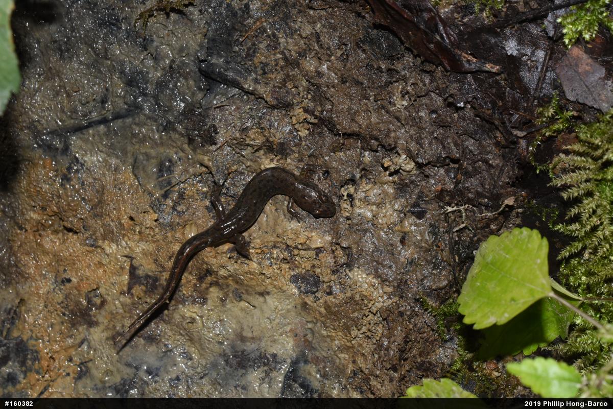 Northern Dusky Salamander