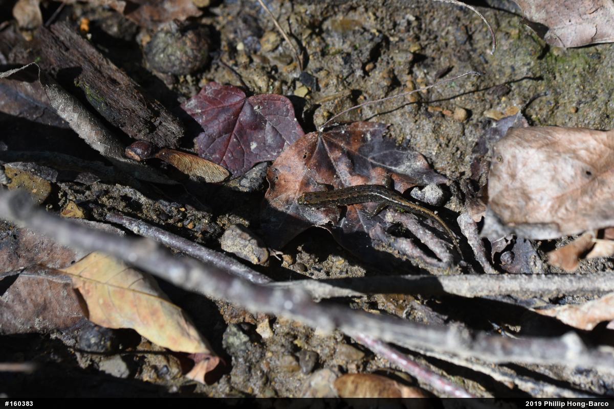 Northern Dusky Salamander