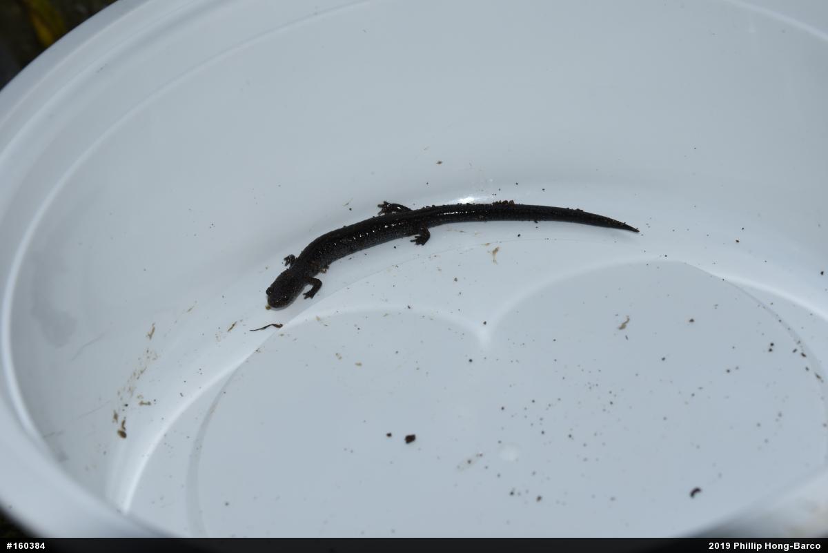 Woodland Salamanders