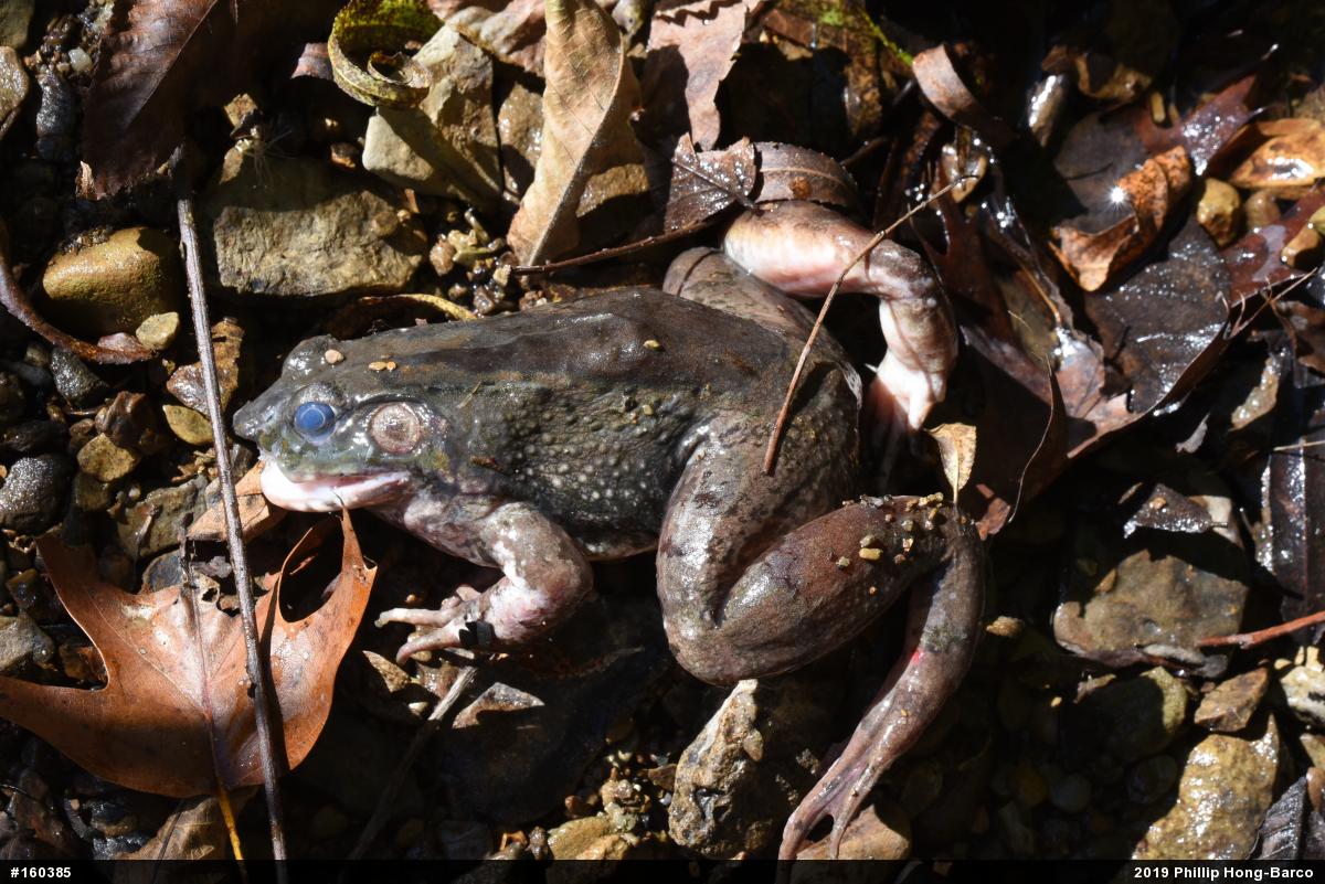 American Bullfrog