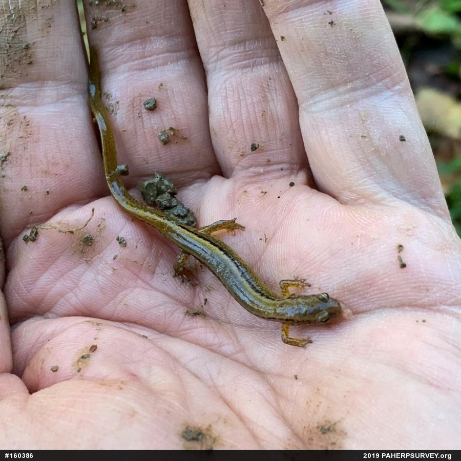 Northern Two-lined Salamander