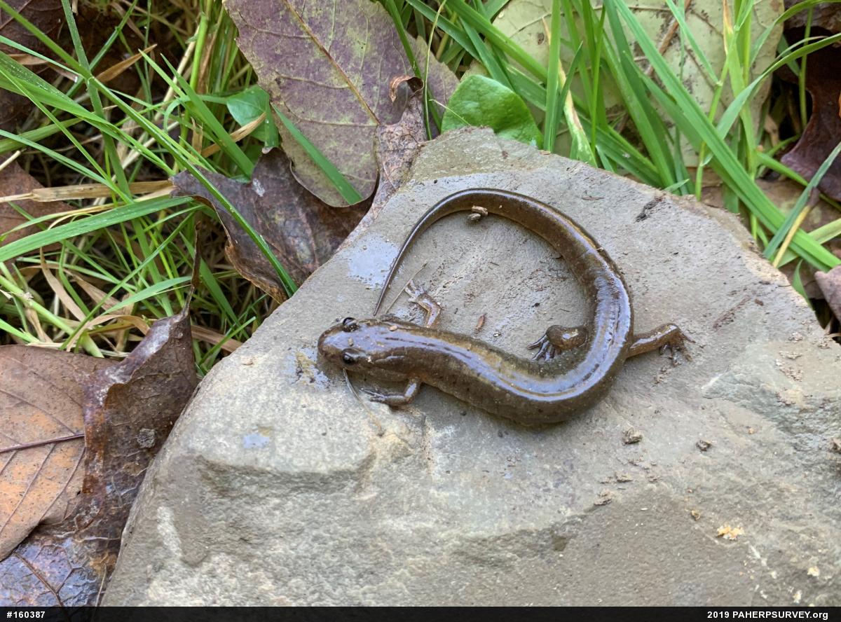 Northern Dusky Salamander