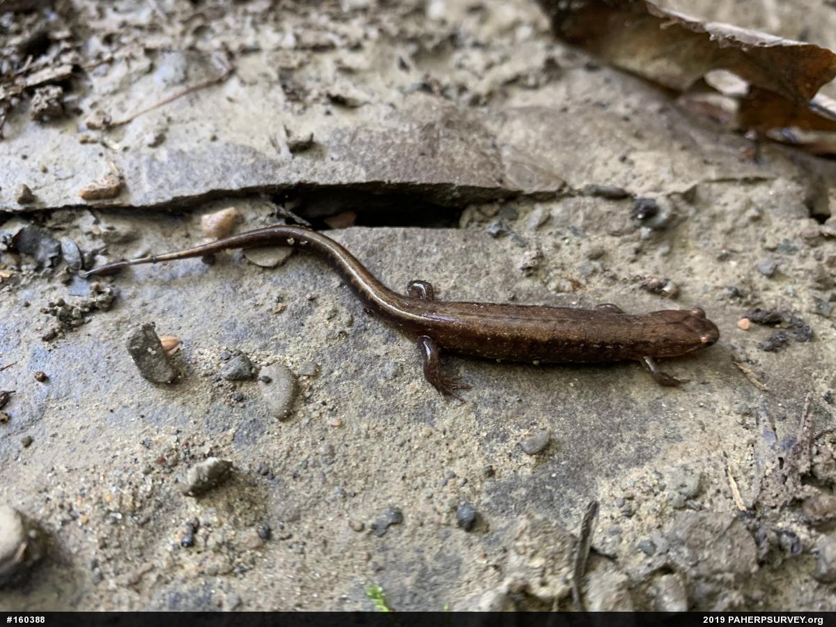 Allegheny Mountain Dusky Salamander