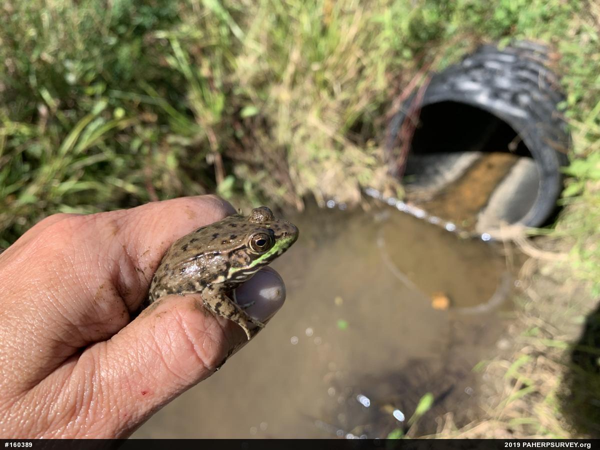 Green Frog