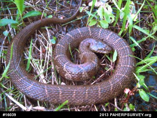 Northern Watersnake