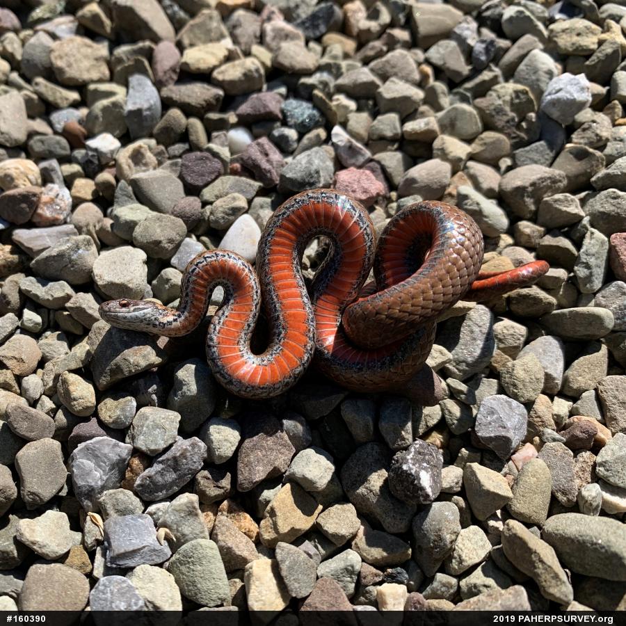Red-bellied Snake