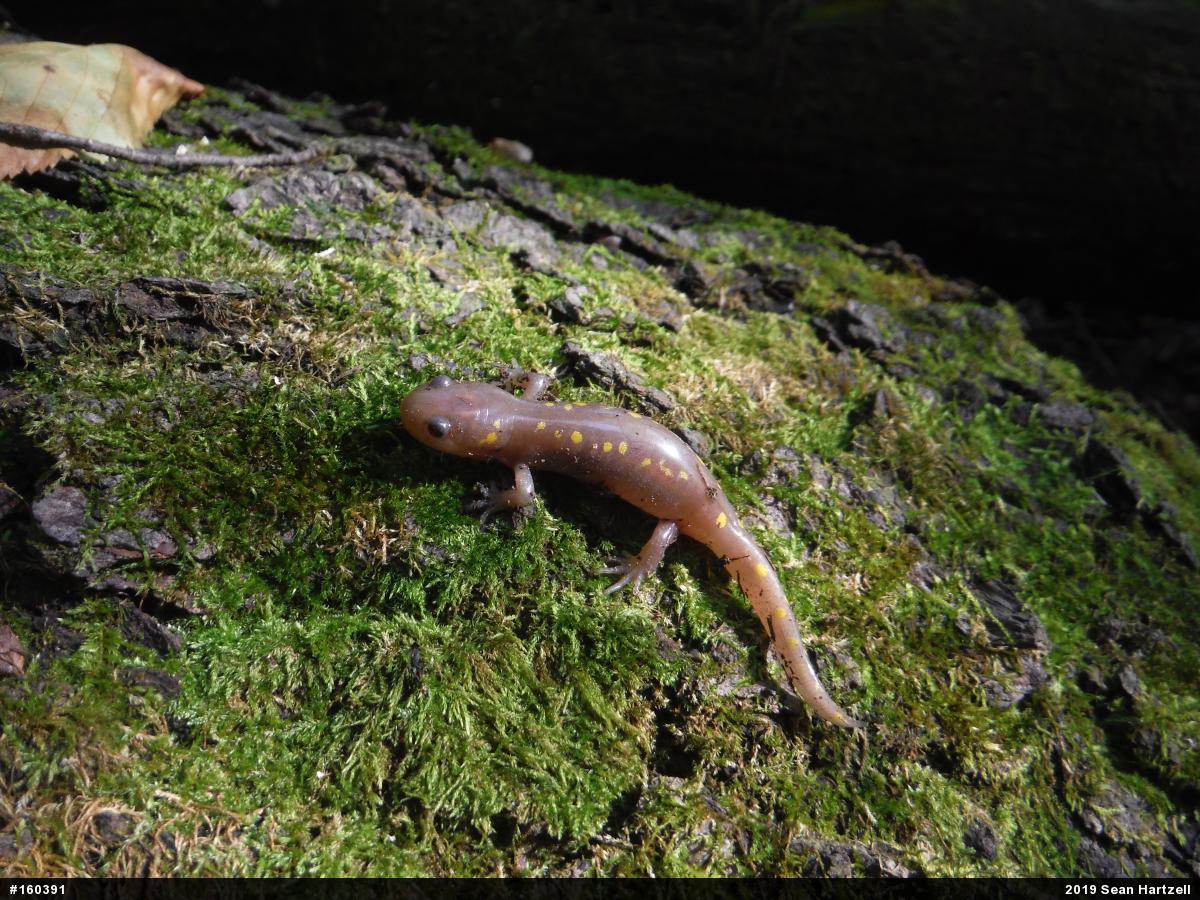 Spotted Salamander