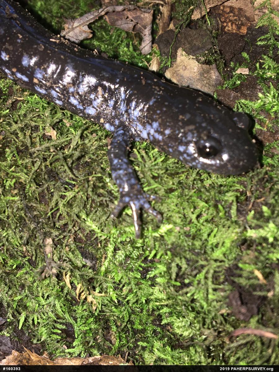 Mole Salamanders