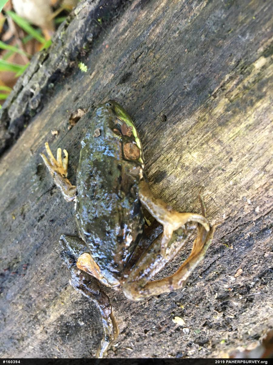 Green Frog