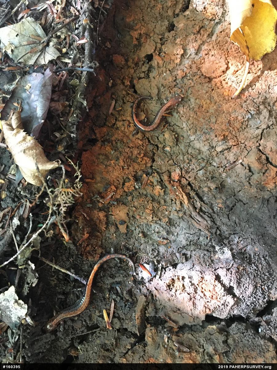 Eastern Red-backed  Salamander