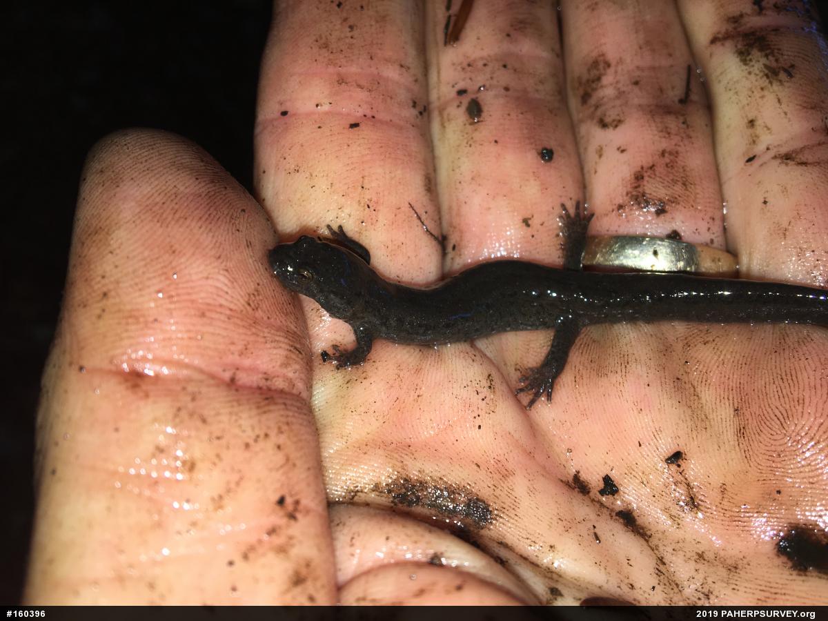 Northern Dusky Salamander