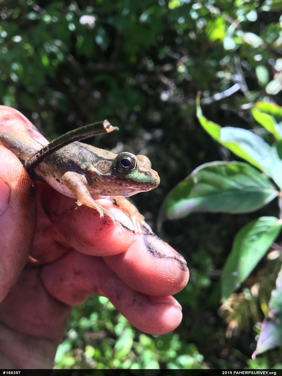 Green Frog