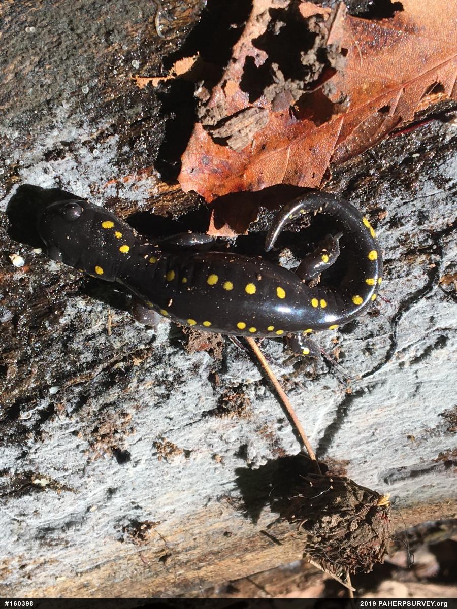 Spotted Salamander
