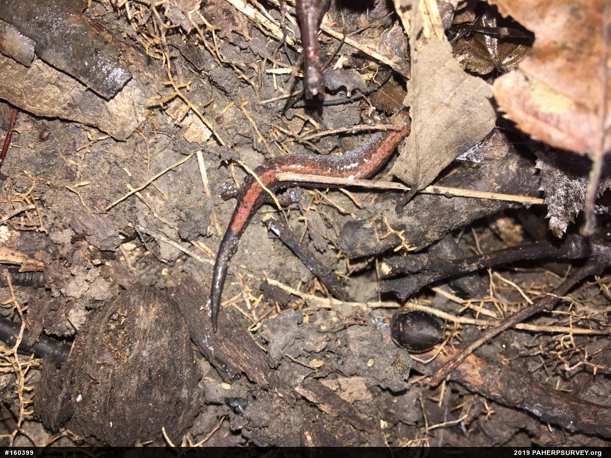 Eastern Red-backed  Salamander