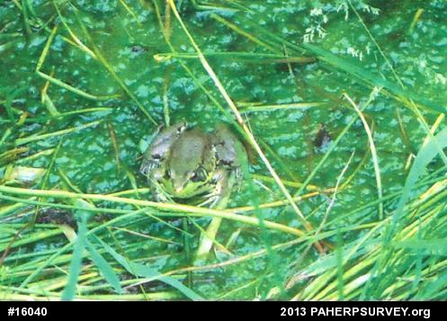 Green Frog