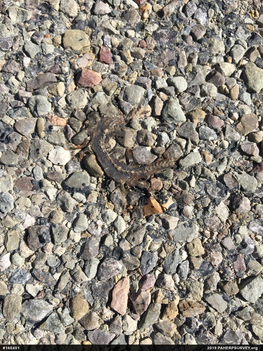 Red-spotted Newt