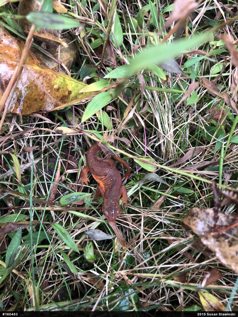 Red-spotted Newt