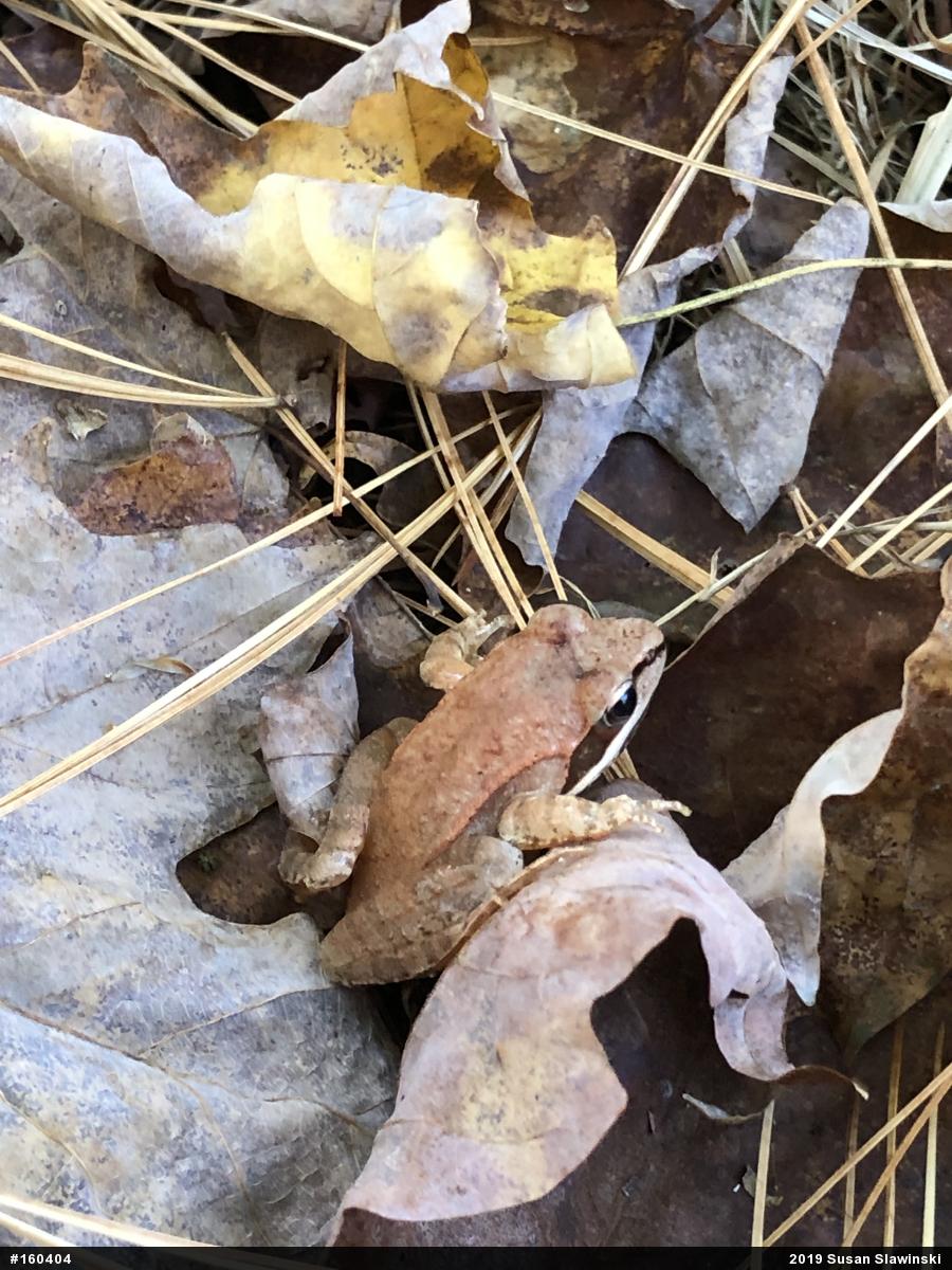 Wood Frog