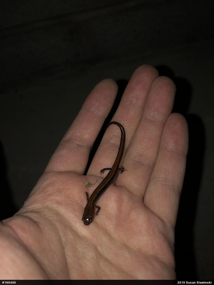Eastern Red-backed  Salamander