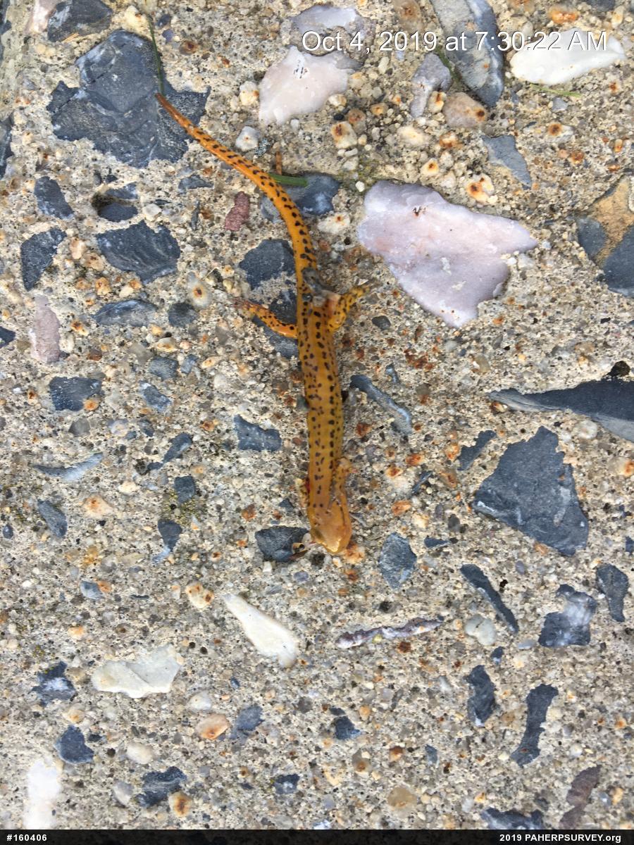 Eastern Long-tailed Salamander