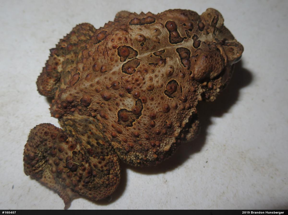 Eastern American Toad